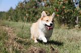 CORGI PEMBROKE 032